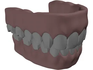 Gums Teeth Tongue 3D Model