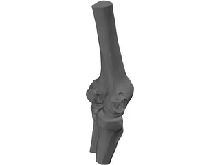 Human Knee Joint 3D Model