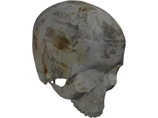 Human Skull No Jaw 3D Model