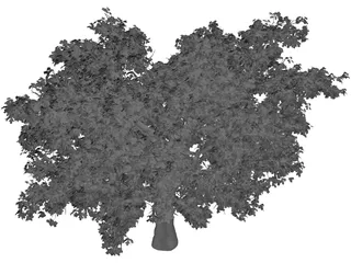 Quercus 3D Model