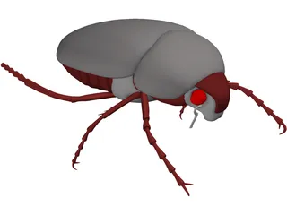 Bug (Meikever In Dutch) 3D Model