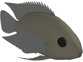 Cichlid 3D Model