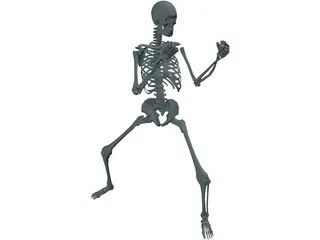 Skeleton 3D Model