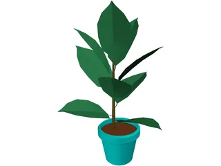 India-Rubber Plant 3D Model