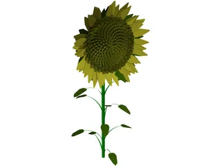 Sunflower 3D Model