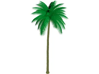 Palm Tree 3D Model