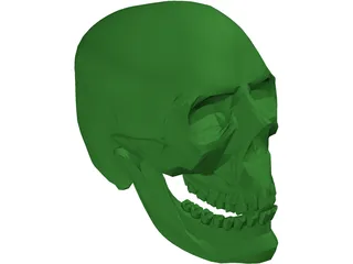 Skull 3D Model