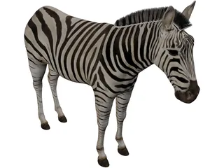 Zebra 3D Model