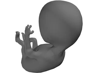 Fetus 12 Week 3D Model
