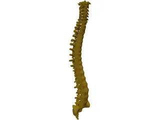 Human Spine 3D Model