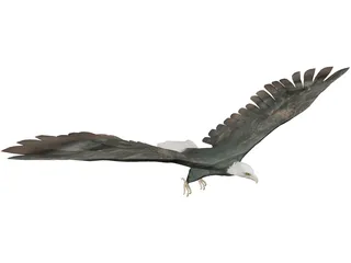 Eagle 3D Model