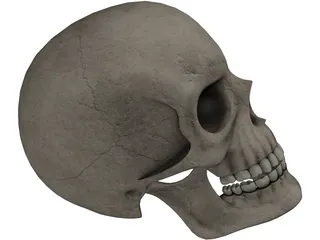 Skull 3D Model