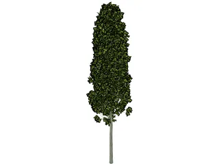 Carpinus Betulus Tree 3D Model