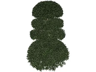 Buxux Semeprvirens Boxwood 3D Model