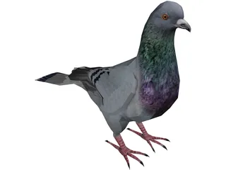 Pigeon 3D Model