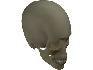 Skull 3D Model