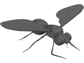 Fly 3D Model