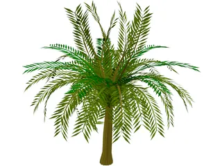 Palm Tree 3D Model