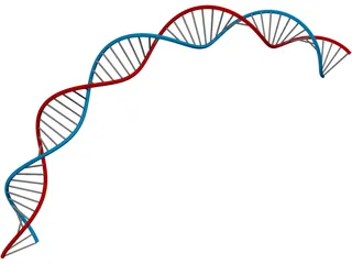 DNA 3D Model