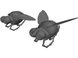 Fly 3D Model