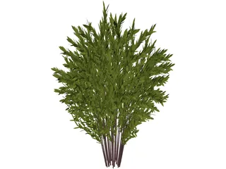 Nandina [Phyllostachys] 3D Model