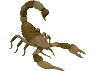 Scorpion - Buthidae Family - Hottentotta Species 3D Model