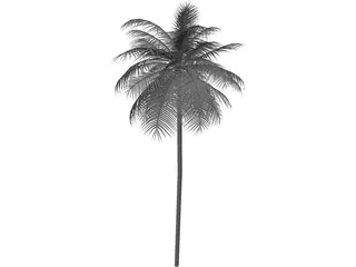 Palm Tree Caribean 3D Model