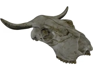 Cow Skull 3D Model