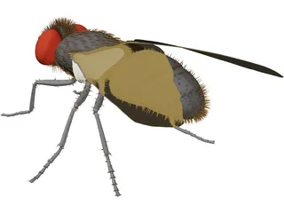 Fly Gray 3D Model