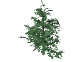 False Golden Larch 3D Model