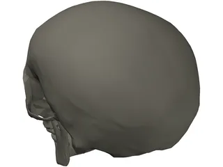 Skull 3D Model