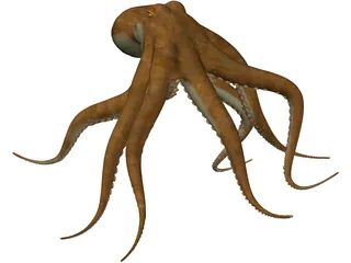 Octopus Vulgaris 3D Model