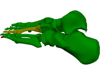 Foot Bone Female 3D Model