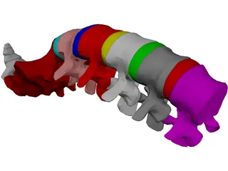 Lumbar Vertebrae Sacrum And Coccyx 3D Model