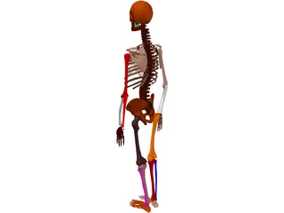 Skeleton Female 3D Model