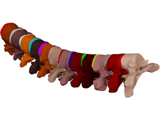 Vertebrae Thoracic 3D Model