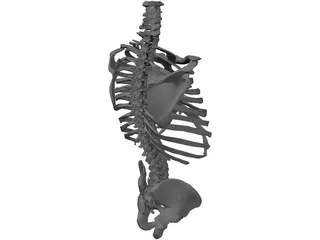 Torso Bone Male 3D Model