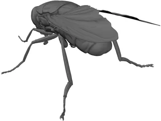 Fly 3D Model