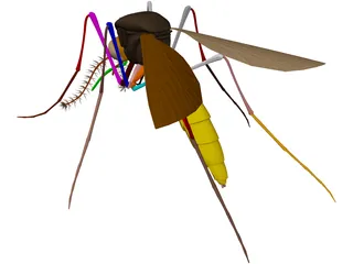 Mosquito 3D Model