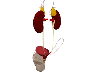 Urinary and Reproductive Systems Male 3D Model