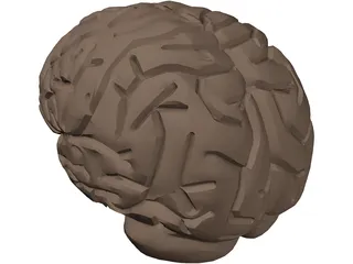 Brain 3D Model