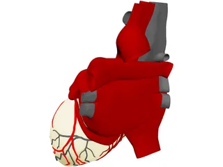 Heart with Internal Parts 3D Model