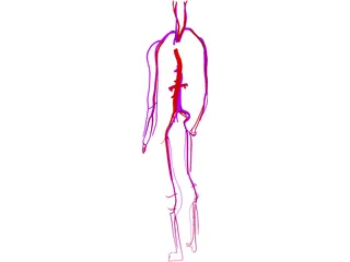 Circulatory System 3D Model