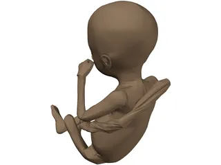 Fetus 3D Model