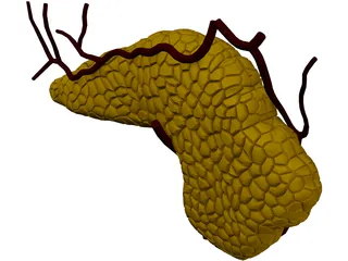 Pancreas 3D Model