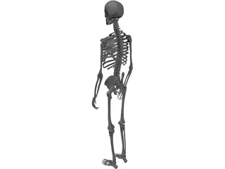 Skeleton Male 3D Model