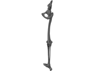 Skeletal Leg 3D Model