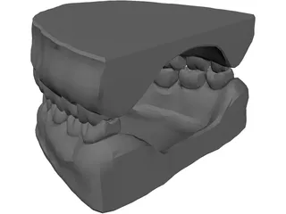 Teeth and Gums 3D Model