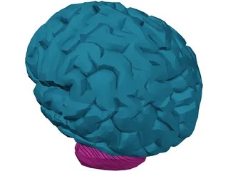 Brain Male 3D Model