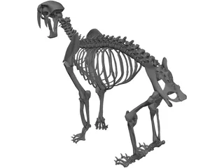 Tiger Saber Tooth Skeleton 3D Model